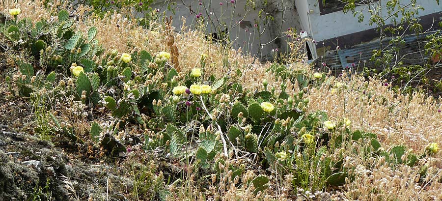 Opuntia macrorhiza / Plains Prickly Pear, Delicate Prickly Pear, D Falkenstein 26.6.2023