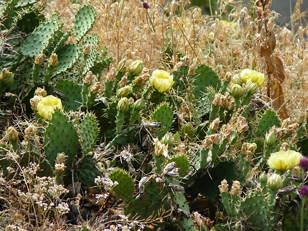 Opuntia macrorhiza / Plains Prickly Pear, Delicate Prickly Pear, D Falkenstein 26.6.2023