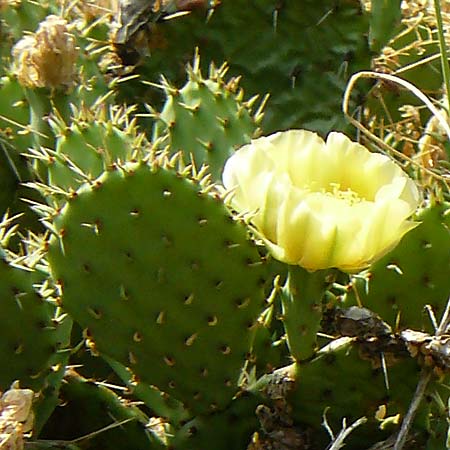 Opuntia macrorhiza / Plains Prickly Pear, Delicate Prickly Pear, D Falkenstein 26.6.2023