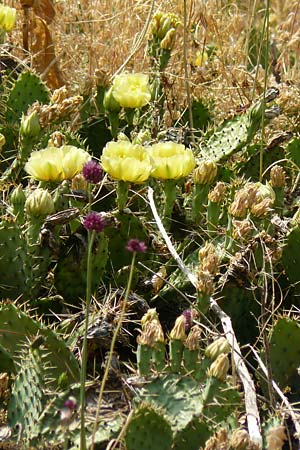 Opuntia macrorhiza / Plains Prickly Pear, Delicate Prickly Pear, D Falkenstein 26.6.2023