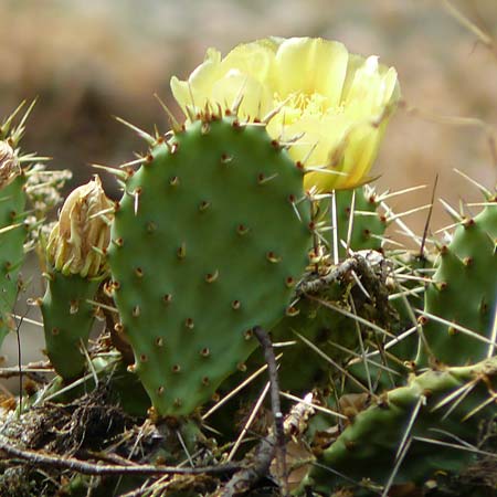Opuntia macrorhiza / Plains Prickly Pear, Delicate Prickly Pear, D Falkenstein 26.6.2023