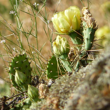 Opuntia macrorhiza / Plains Prickly Pear, Delicate Prickly Pear, D Falkenstein 26.6.2023