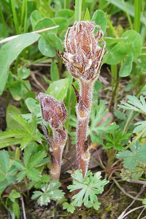 Orobanche minor \ Kleine Sommerwurz / Lesser Broomrape, Common Broomrape, D Sinsheim 15.5.2015