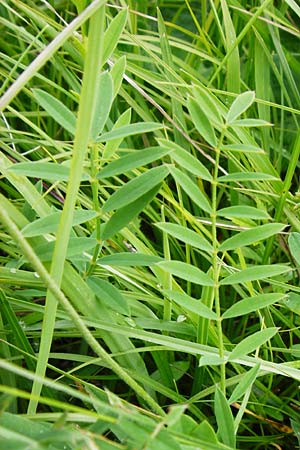 Onobrychis arenaria \ Sand-Esparsette / Hungarian Sainfoin, D Hechingen 20.6.2015