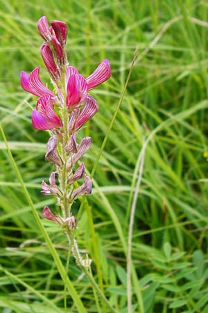 Onobrychis arenaria \ Sand-Esparsette / Hungarian Sainfoin, D Hechingen 20.6.2015
