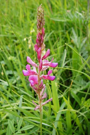 Onobrychis arenaria \ Sand-Esparsette / Hungarian Sainfoin, D Hechingen 20.6.2015