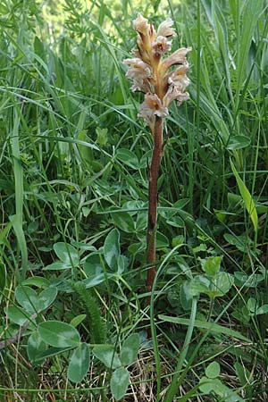 Orobanche minor \ Kleine Sommerwurz / Lesser Broomrape, Common Broomrape, D Fridingen 3.6.2015