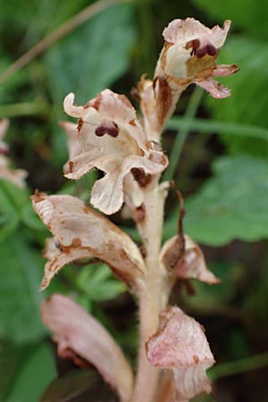 Orobanche alsatica subsp. mayeri \ Mayers Sommerwurz / Mayer's Broomrape, D Hechingen 20.6.2015