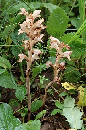 Orobanche alsatica subsp. mayeri, Mayers Moos