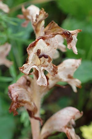 Orobanche alsatica subsp. mayeri, Mayers Moos