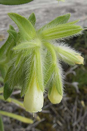 Onosma arenaria \ Sand-Lotwurz / Purple Goldendrop, D Mainz 31.5.2012