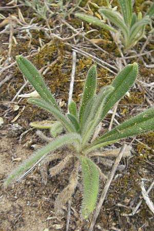 Onosma arenaria \ Sand-Lotwurz / Purple Goldendrop, D Mainz 31.5.2012