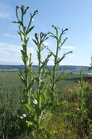 Onopordum acanthium \ Gew�hnliche Esels-Distel / Cotton Thistle, D Th&uuml;ringen, Bottendorf 6.6.2022
