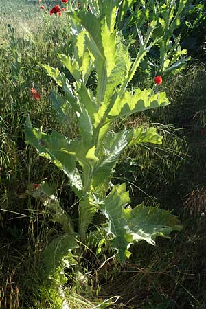 Onopordum acanthium \ Gew�hnliche Esels-Distel / Cotton Thistle, D Th&uuml;ringen, Bottendorf 6.6.2022