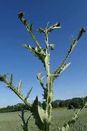 Onopordum acanthium \ Gew�hnliche Esels-Distel / Cotton Thistle, D Th&uuml;ringen, Bottendorf 6.6.2022