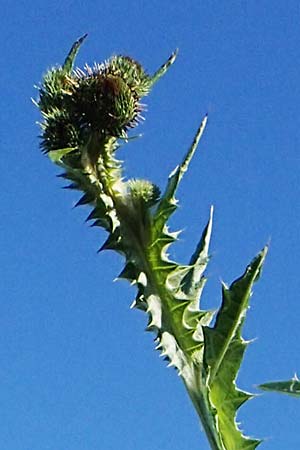Onopordum acanthium \ Gew�hnliche Esels-Distel / Cotton Thistle, D Th&uuml;ringen, Bottendorf 6.6.2022