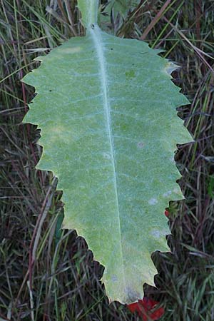 Onopordum acanthium \ Gew�hnliche Esels-Distel / Cotton Thistle, D Th&uuml;ringen, Bottendorf 6.6.2022