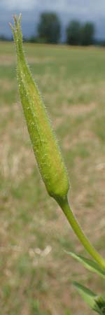 Oenothera oehlkersii \ Oehlkers-Nachtkerze / Oehlkers' Evening Primrose, D Schutterwald 23.7.2016