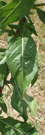 Oenothera oehlkersii \ Oehlkers-Nachtkerze / Oehlkers' Evening Primrose, D Schutterwald 23.7.2016