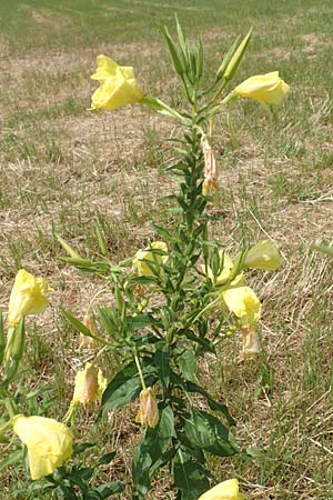 Oenothera oehlkersii \ Oehlkers-Nachtkerze / Oehlkers' Evening Primrose, D Schutterwald 23.7.2016