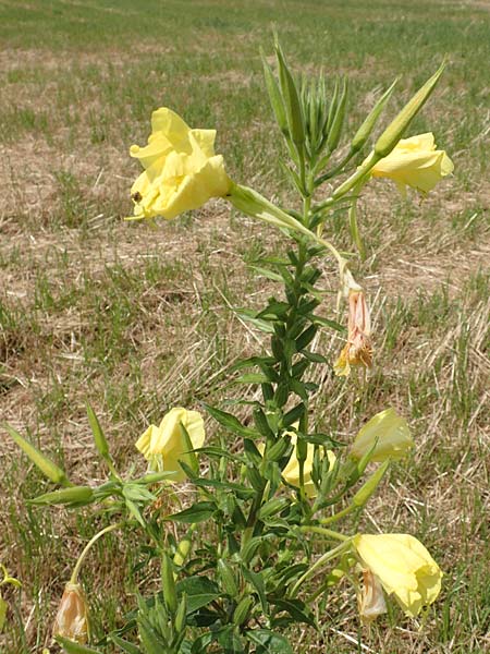 Oenothera oehlkersii \ Oehlkers-Nachtkerze / Oehlkers' Evening Primrose, D Schutterwald 23.7.2016