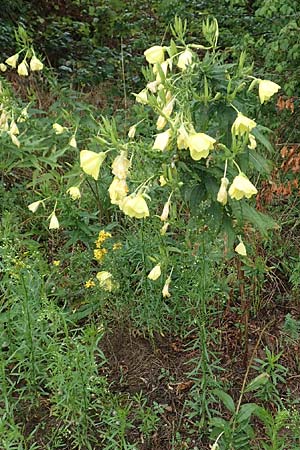 Oenothera oehlkersii \ Oehlkers-Nachtkerze / Oehlkers' Evening Primrose, D Jugenheim an der Bergstra&szlig;e 25.7.2017