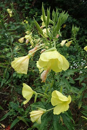 Oenothera oehlkersii \ Oehlkers-Nachtkerze / Oehlkers' Evening Primrose, D Jugenheim an der Bergstra&szlig;e 25.7.2017