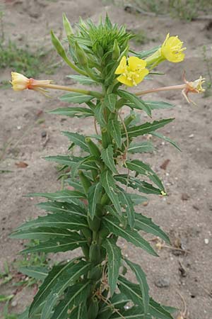 Oenothera oakesiana, K&uuml;sten-Nachtkerze, Sand-Nachtkerze