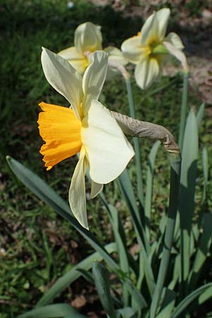 Narcissus x incomparabilis, Unvergleichliche Narzisse