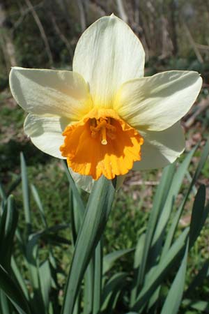Narcissus x incomparabilis \ Unvergleichliche Narzisse / Non-Such Daffodil, D Ludwigshafen 31.3.2021