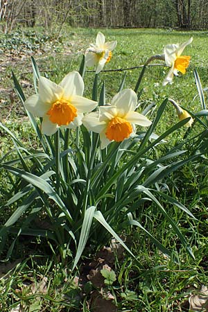 Narcissus x incomparabilis \ Unvergleichliche Narzisse / Non-Such Daffodil, D Ludwigshafen 31.3.2021