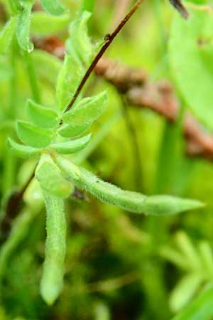 Ornithopus perpusillus \ Kleiner Vogelfu� / Bird's-Foot, D Erlenbach am Main 4.6.2016