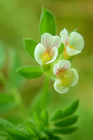 Ornithopus perpusillus \ Kleiner Vogelfu� / Bird's-Foot, D Erlenbach am Main 4.6.2016