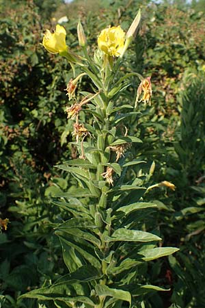 Oenothera canovirens \ Renners Nachtkerze, Graugr�ne Nachtkerze / Renner's Evening Primrose, D R&ouml;merberg 8.7.2017