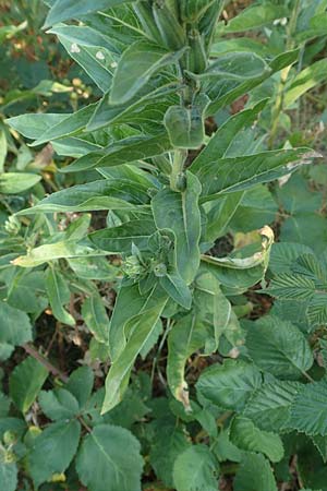 Oenothera canovirens \ Renners Nachtkerze, Graugr�ne Nachtkerze / Renner's Evening Primrose, D R&ouml;merberg 8.7.2017