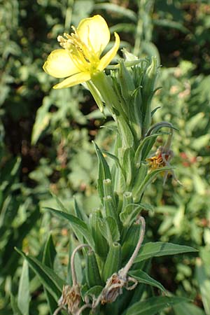 Oenothera canovirens \ Renners Nachtkerze, Graugr�ne Nachtkerze / Renner's Evening Primrose, D R&ouml;merberg 8.7.2017