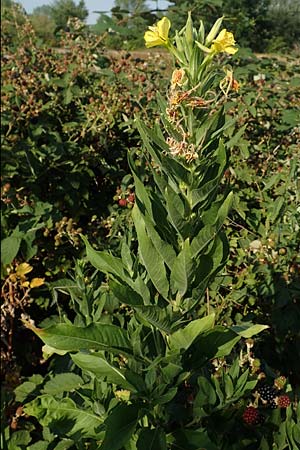Oenothera canovirens \ Renners Nachtkerze, Graugr�ne Nachtkerze / Renner's Evening Primrose, D R&ouml;merberg 8.7.2017