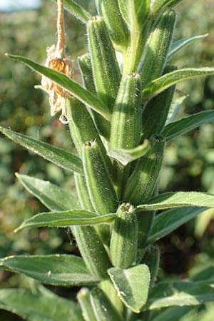 Oenothera canovirens \ Renners Nachtkerze, Graugr�ne Nachtkerze / Renner's Evening Primrose, D R&ouml;merberg 8.7.2017