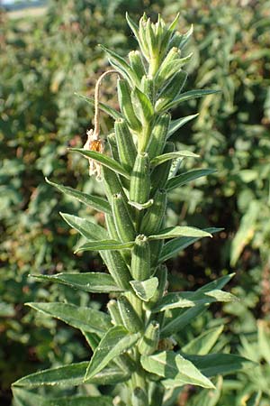 Oenothera canovirens \ Renners Nachtkerze, Graugr�ne Nachtkerze / Renner's Evening Primrose, D R&ouml;merberg 8.7.2017
