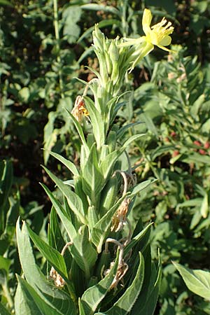 Oenothera canovirens \ Renners Nachtkerze, Graugr�ne Nachtkerze / Renner's Evening Primrose, D R&ouml;merberg 8.7.2017