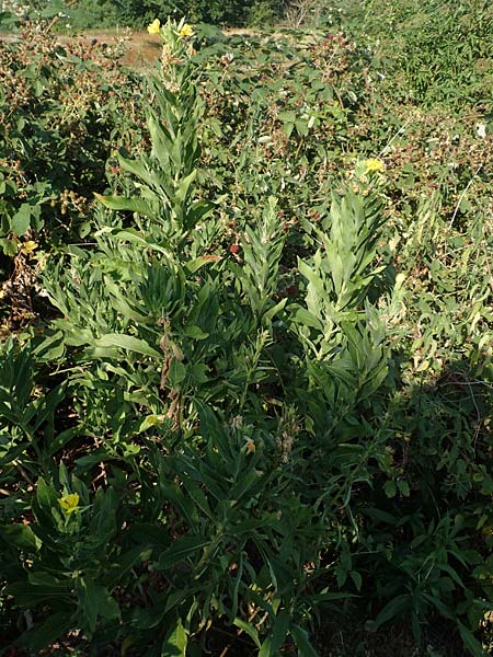 Oenothera canovirens \ Renners Nachtkerze, Graugr�ne Nachtkerze / Renner's Evening Primrose, D R&ouml;merberg 8.7.2017