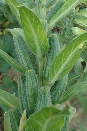 Oenothera canovirens \ Renners Nachtkerze, Graugr�ne Nachtkerze / Renner's Evening Primrose, D R&ouml;merberg 8.7.2017