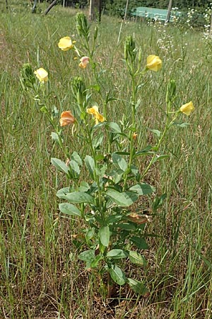 Oenothera punctulata \ Feinpunktierte Nachtkerze / Fine-Spotted Evening Primrose, D Ingelheim 11.7.2017