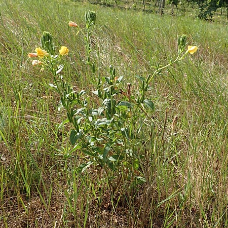 Oenothera punctulata \ Feinpunktierte Nachtkerze / Fine-Spotted Evening Primrose, D Ingelheim 11.7.2017