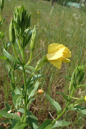 Oenothera punctulata \ Feinpunktierte Nachtkerze / Fine-Spotted Evening Primrose, D Ingelheim 11.7.2017