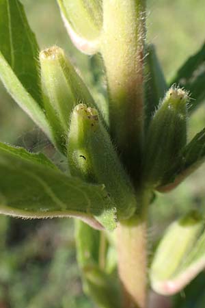 Oenothera deflexa \ Abgebogene Nachtkerze / Leipzig Evening Primrose, D Mannheim 6.8.2017