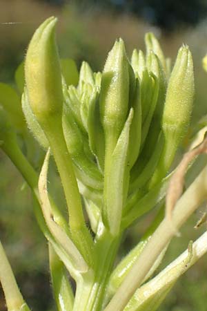 Oenothera deflexa \ Abgebogene Nachtkerze / Leipzig Evening Primrose, D Mannheim 6.8.2017