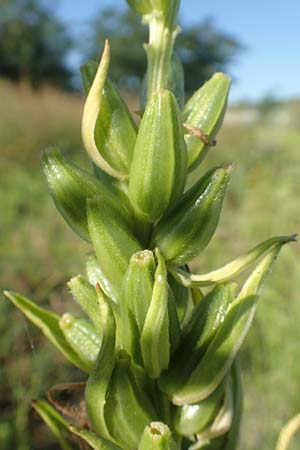 Oenothera deflexa \ Abgebogene Nachtkerze / Leipzig Evening Primrose, D Mannheim 6.8.2017