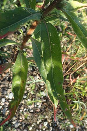 Oenothera deflexa \ Abgebogene Nachtkerze / Leipzig Evening Primrose, D Mannheim 6.8.2017