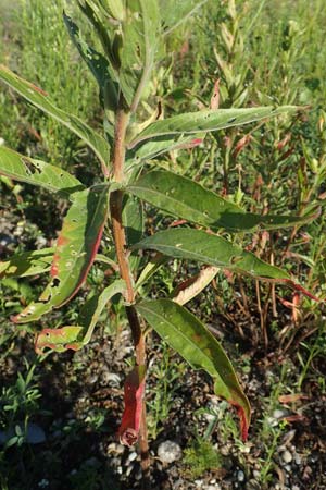 Oenothera deflexa \ Abgebogene Nachtkerze / Leipzig Evening Primrose, D Mannheim 6.8.2017